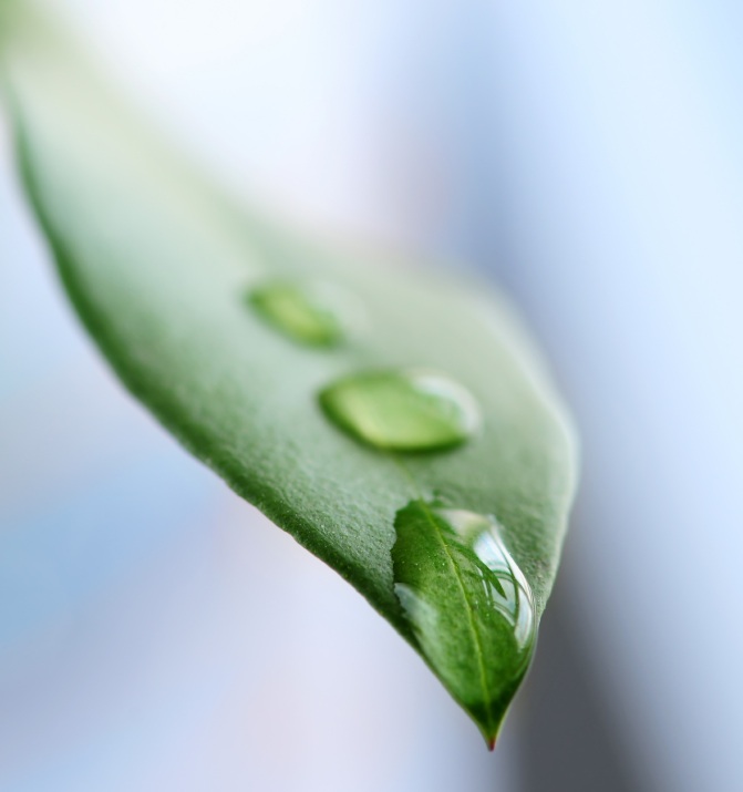 leaf dripping water, Zoe Eakle, RPC Open Sky Counselling, Victoria B.C.leaf dripping water, Zoe Eakle, RPC Open Sky Counselling, Victoria B.C.